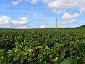 Vineyard near Landreville P1130597